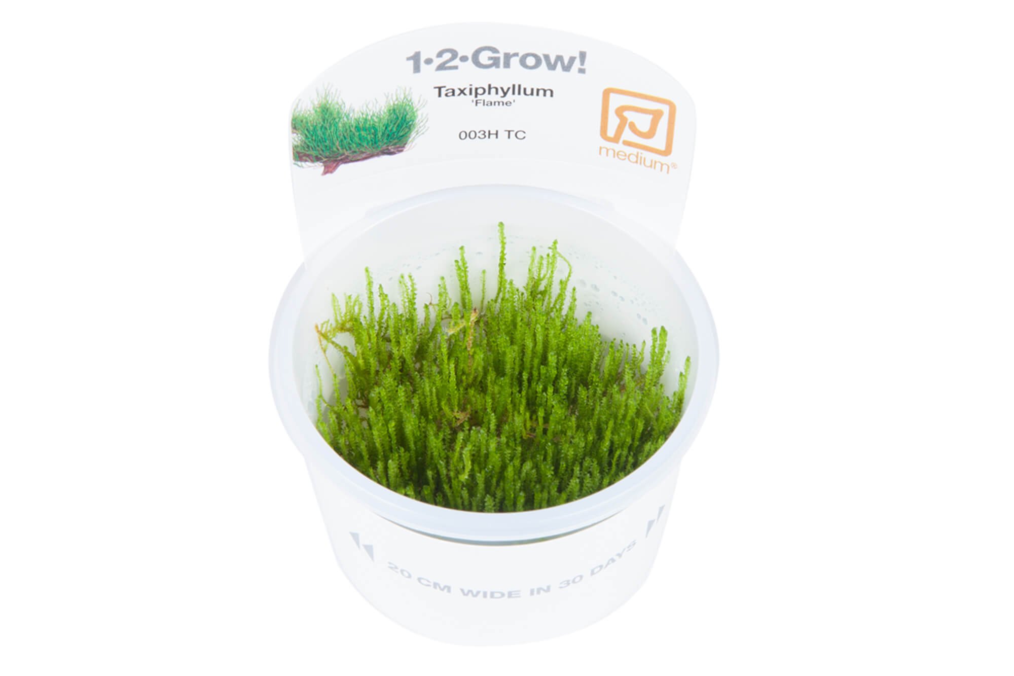 Taxiphyllum 'Flame'
