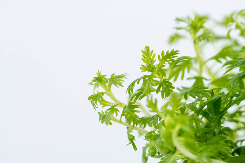 Hottonia palustris - Bild 3