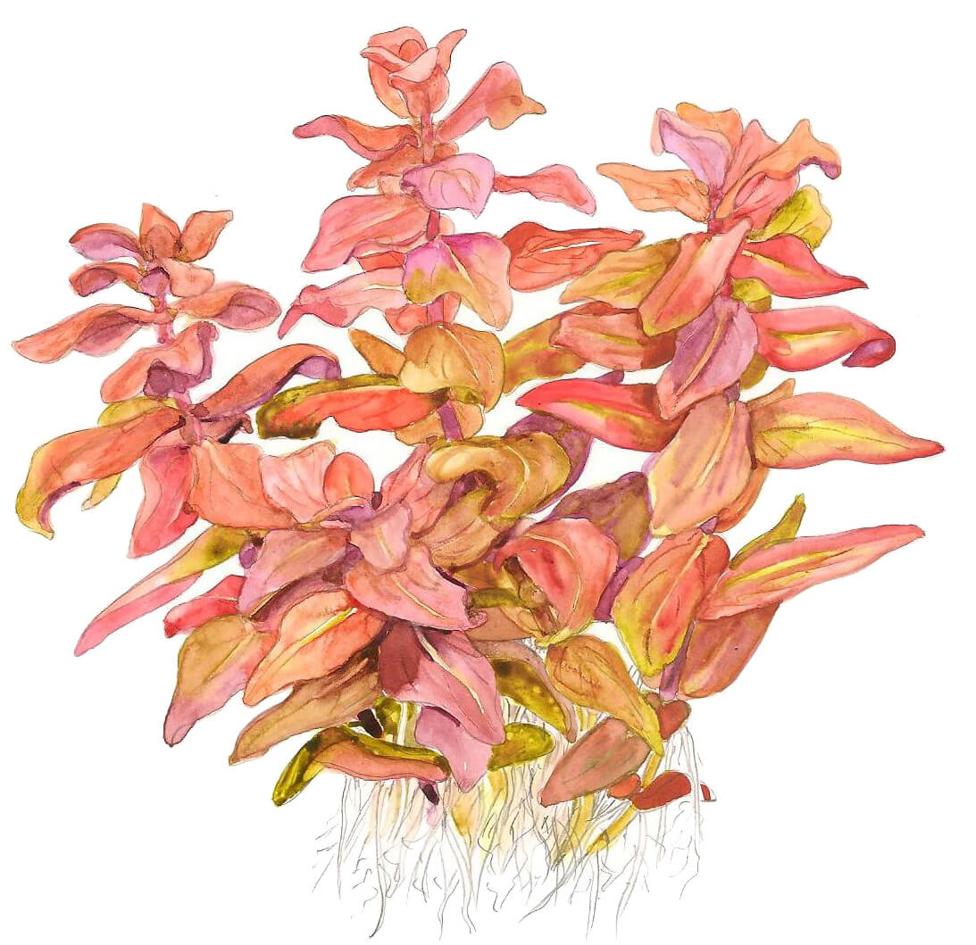 Rotala macrandra - Bild 2