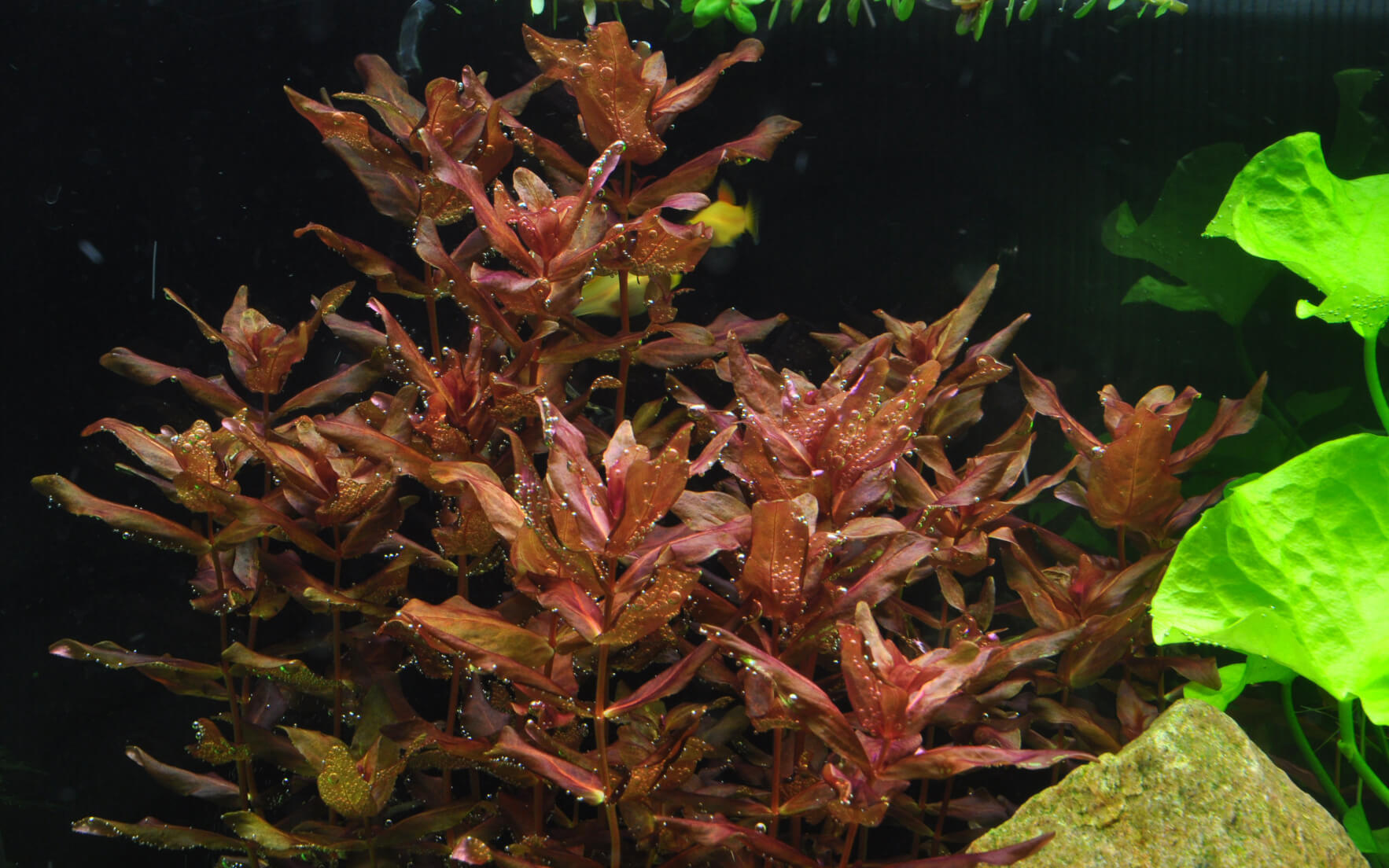 Rotala macrandra - Bild 3