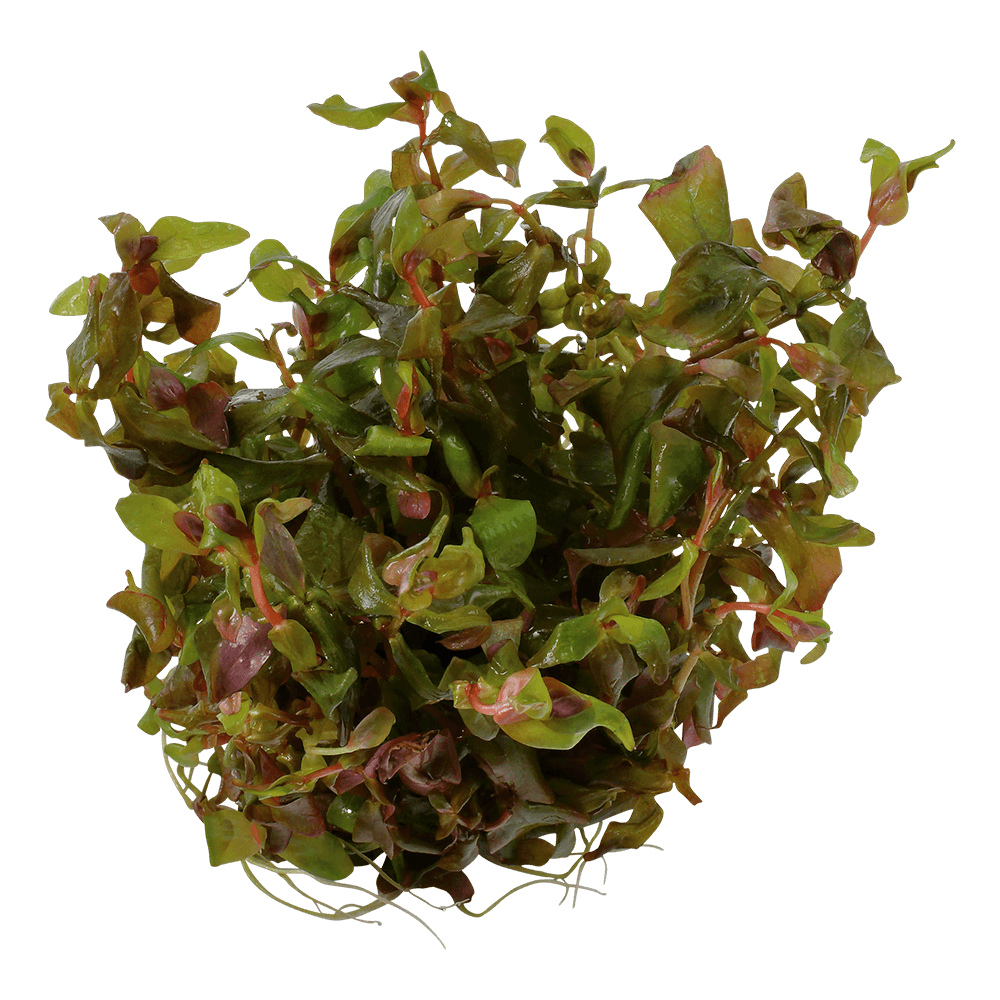 Rotala macrandra - Bild 4