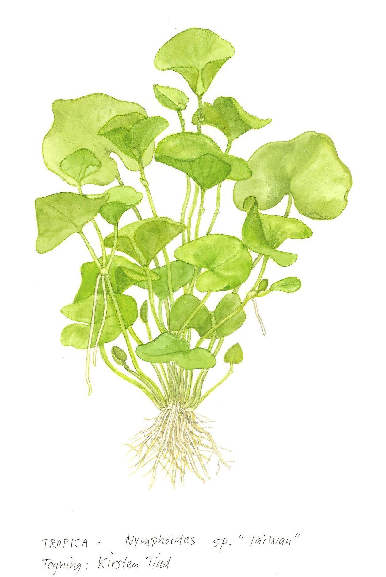 Nymphoides hydrophylla 'Taiwan' - Bild 2