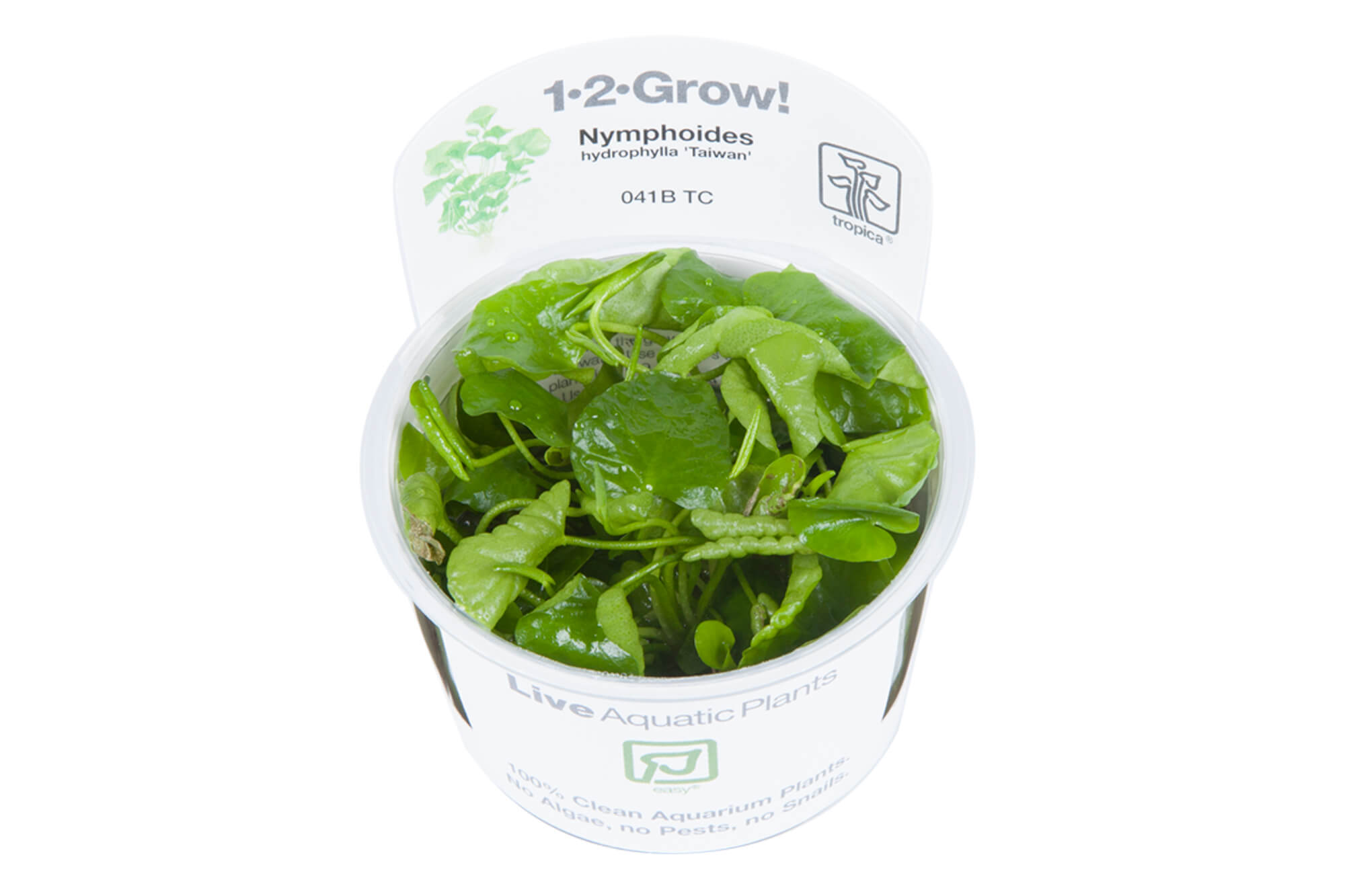 Nymphoides hydrophylla 'Taiwan'