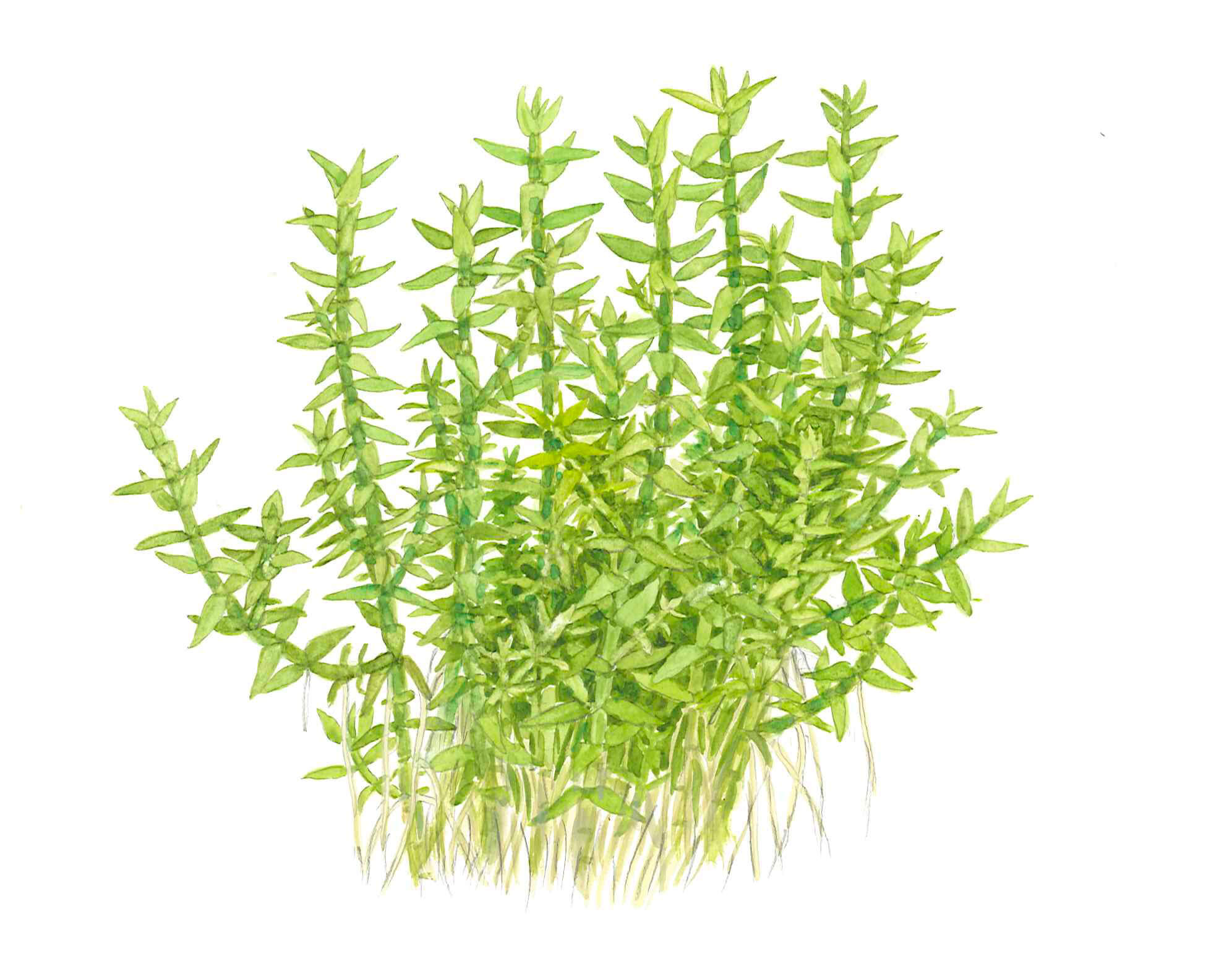 Gratiola viscidula - Bild 3