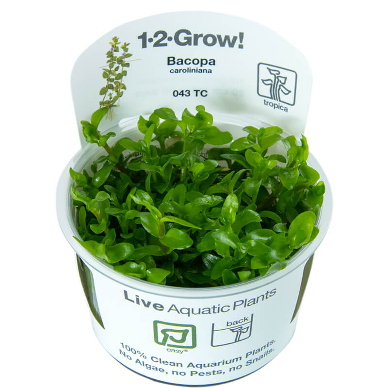 Bacopa caroliniana