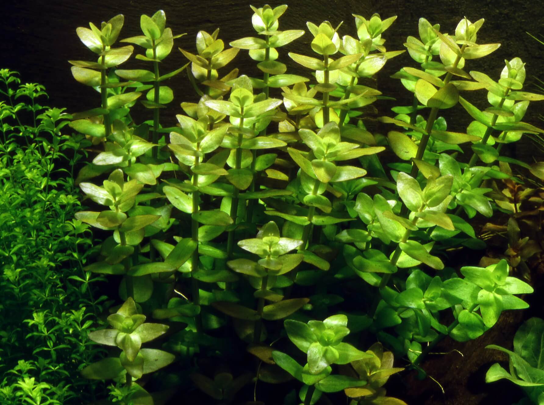Bacopa caroliniana - Bild 3