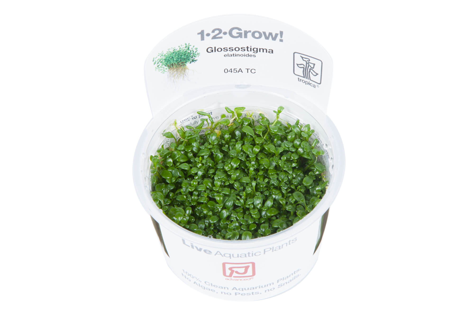 Glossostigma elatinoides