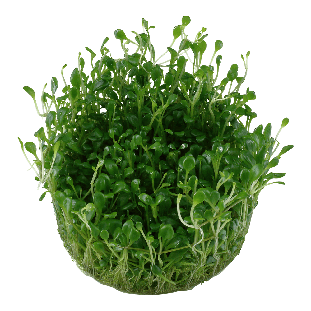 Glossostigma elatinoides - Bild 4