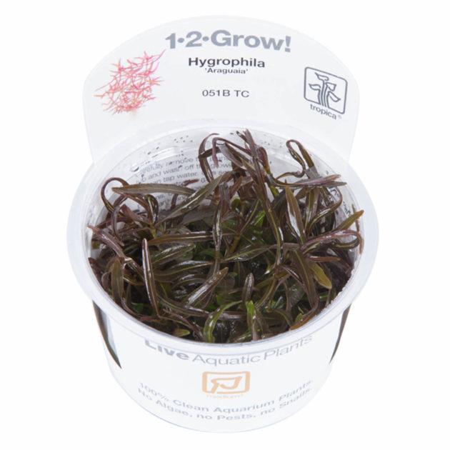 Hygrophila lancea 'Araguaia'