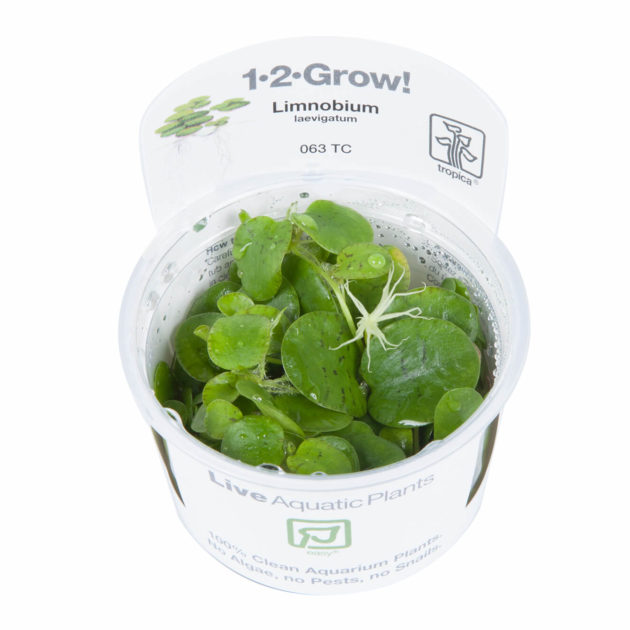 Limnobium laevigatum