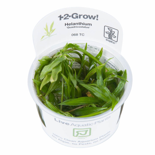 Helanthium bolivianum 'Quadricostatus'