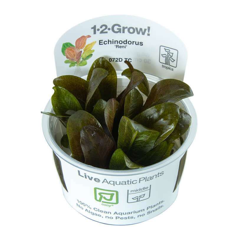 Echinodorus ’Reni’