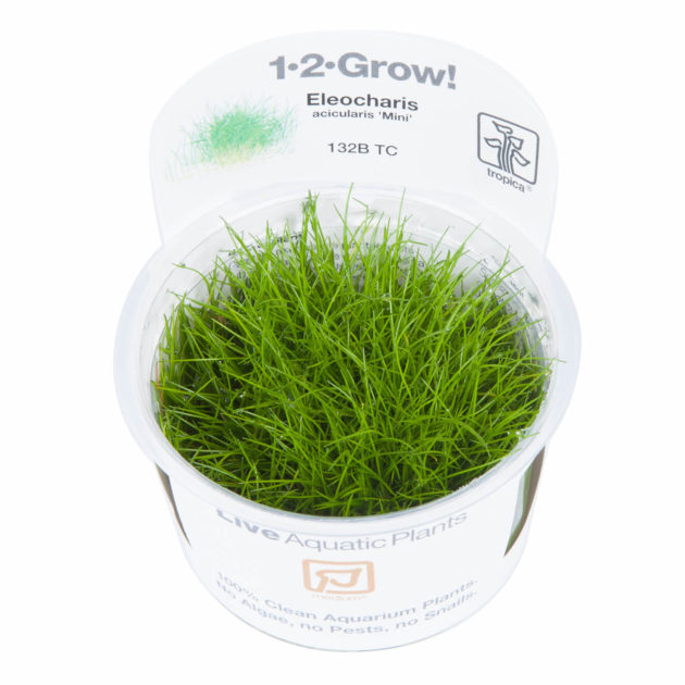 Eleocharis acicularis 'Mini'